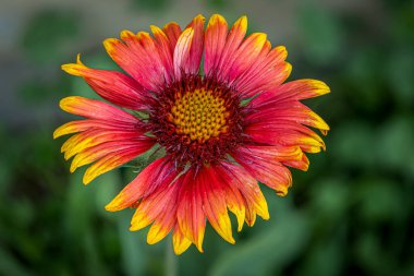 Extreme close up of a red and yellow Indian Blanket flower in full bloom