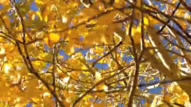 Altın Aspen meltemde uzaklaşır.