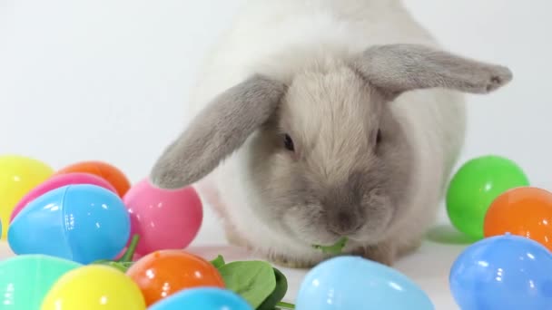 Adorable Rabbit Some Easter Eggs White Background — Stock Video