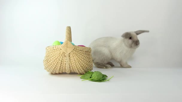 Bunny Basket Eating Spinach — Stock Video