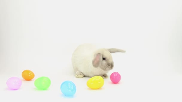Coniglietto Con Uova Pasqua Sfondo Bianco — Video Stock