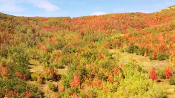 Drone Antenne Vliegend Snel Kleurrijke Herfst Bos Moutain Ridge Een — Stockvideo
