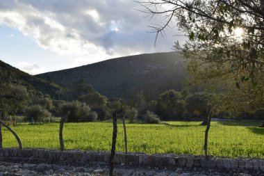 Mallorca 'nın doğası hasta görünüyor.
