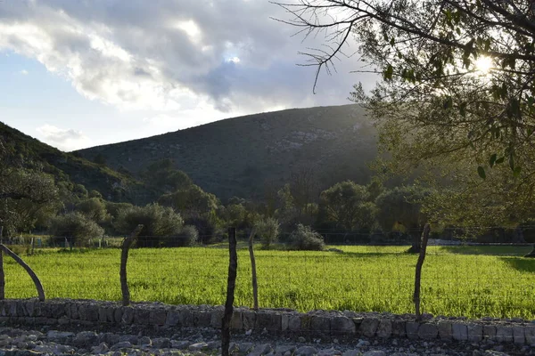 Mallorca 'nın doğası hasta görünüyor.