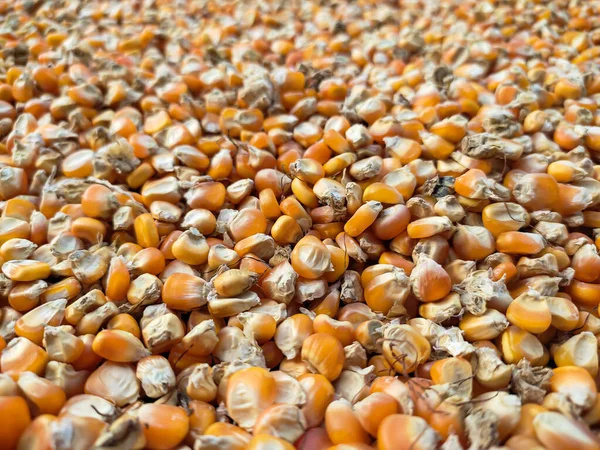 Milho Seco Sol Para Ser Consumido Esta Colheita Agricultor — Fotografia de Stock