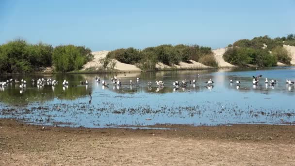 Laguna Migrující Létající Ptáci Vedle Otevřeného Moře Zlatý Písek Tráva — Stock video