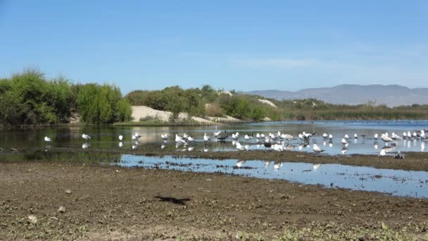 Laguna Migratoria Sombra Aves Voladoras Junto Mar Abierto Arena Dorada — Vídeos de Stock