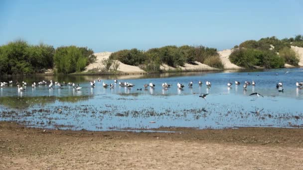 Laguna Migratoria Aves Voladoras Junto Mar Abierto Arena Dorada Hierba — Vídeo de stock