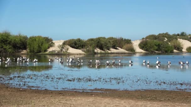 Lagun Migrerande Flygande Fåglar Intill Öppet Hav Och Gyllene Sand — Stockvideo