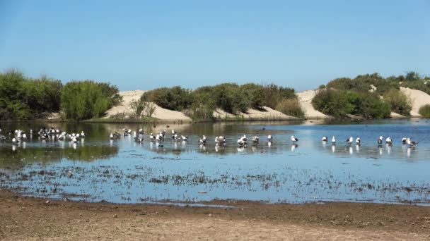 Lagune Migrerende Vliegende Vogels Naast Open Zee Gouden Zand Gras — Stockvideo