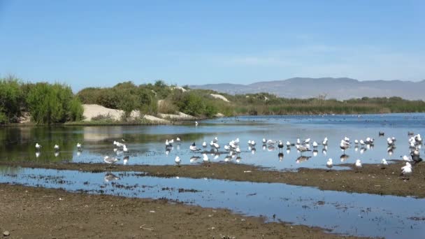 Göç Eden Göl Kuşları Açık Deniz Altın Kum Çimenlerin Yanında — Stok video