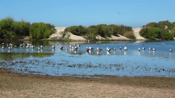 Laguna Migratoria Aves Voladoras Junto Mar Abierto Arena Dorada Hierba — Vídeos de Stock