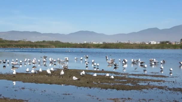 Laguna Migrující Létající Ptáci Vedle Otevřeného Moře Zlatý Písek Tráva — Stock video