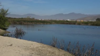 Göl kuşları açık deniz ve şehir inşaatı arasında göç ediyor.