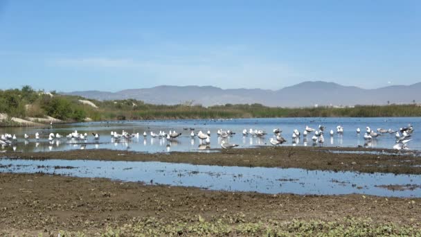 Grupa Ptaków Wylatujących Laguny — Wideo stockowe