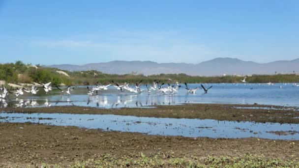 一群鸟从泻湖海滩飞出 — 图库视频影像