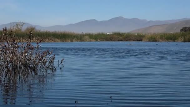 Πουλιά Απαλά Απαλά Κύματα Στη Γαλάζια Λιμνοθάλασσα — Αρχείο Βίντεο