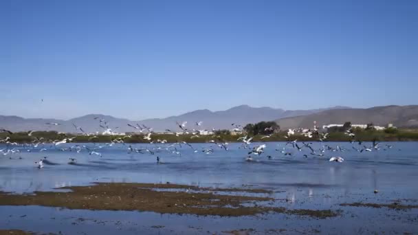 Lagoon Migrating Flying Birds Next Open Sea Golden Sand Grass — Stock Video