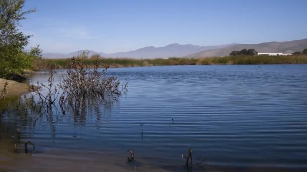 Birds Smooth Gentle Waves Blue Lagoon — Stock Video