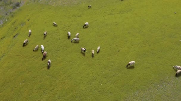 Aerial Open Green Field Sheep Feeding — стоковое видео