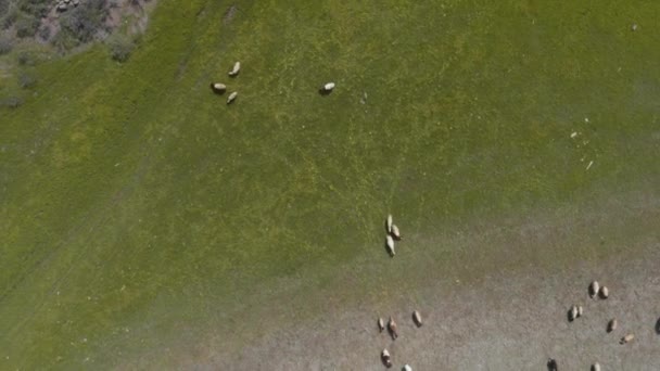 Drone Open Green Field Sheep Feeding Top View — ストック動画