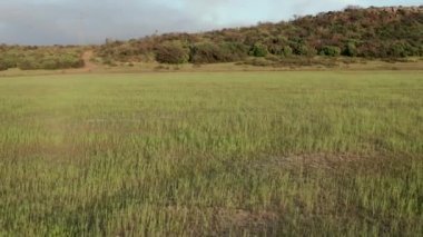 açık yeşil alan mavi gökyüzü