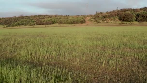 Aérea Campo Verde Abierto Cielo Azul — Vídeos de Stock