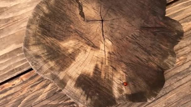Biedronka Rozwinęła Skrzydła Okrągłym Drzewnym Tartaku Wylatującym — Wideo stockowe
