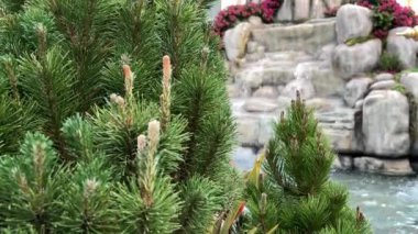 İç Bahçe Yeşil doğa bitkileri ve şelale 