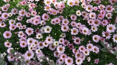 Argyranthemum frutescens Grandaisy Pembe çiçekli iç bahçe manzaralı