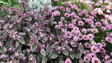 Argyranthemum frutescens Grandaisy Pembe çiçekli iç bahçe manzaralı