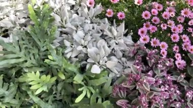 Argyranthemum frutescens Grandaisy Pembe çiçekli iç bahçe manzaralı