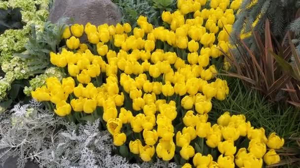 Tulipanes Amarillos Junto Agua — Vídeo de stock