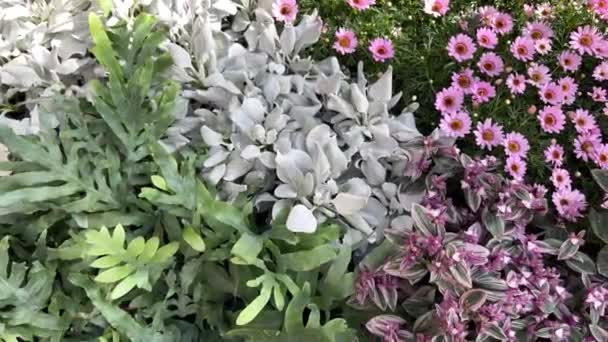 Argyranthemum Frutescens Grandaisy Růžový Květ Horní Pohled Interiér Zahrady — Stock video