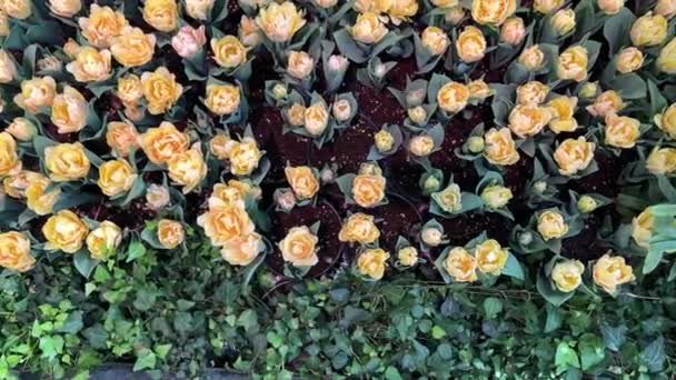 Sarı Çiçekler Bahçe Manzaralı — Stok video