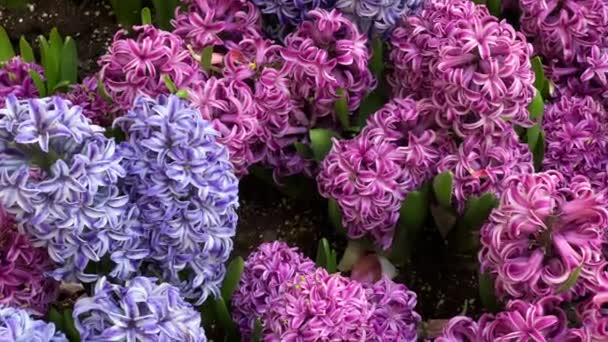 Hyacinths Pink Purple — Stock Video