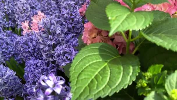 Hyacinths Pink Purple — Stock Video