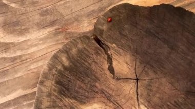 Yuvarlak ağaç kütüğünde uğur böceği