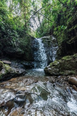 Cerro Bravo 'daki şelale ormanın ortasında. Venedik, Antioquia, Kolombiya.