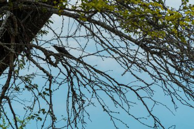 Kızıl çöl manzarası, çalılar ve mavi gökyüzü. Tatacoa Çölü, Huila, Kolombiya.