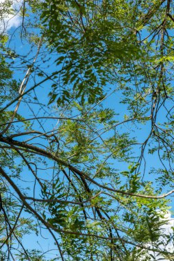 Mavi gökyüzü ve yeşil ağaç dalları olan bir arka plan. Tmesis, Antioquia, Kolombiya. 