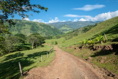 Çimenli yol ve mavi gökyüzü olan ağaçlar. Tamesis, Antioquia, Kolombiya. 