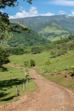 Çimenli yol ve mavi gökyüzü olan ağaçlar. Tamesis, Antioquia, Kolombiya. 