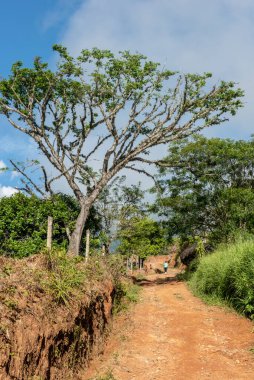Çimenli yol ve bulutlu gökyüzü olan ağaçlar. Tamesis, Antioquia, Kolombiya. 