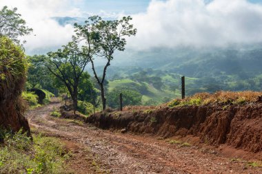 Çimenli yol ve mavi gökyüzü olan ağaçlar. Tamesis, Kolombiya. 