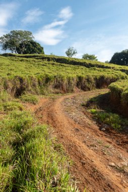 Çimenli yol ve mavi gökyüzü olan ağaçlar. Tamesis, Kolombiya. 