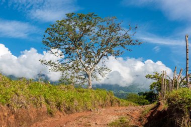 Çimenli yol ve mavi gökyüzü olan ağaçlar. Tamesis, Kolombiya. 