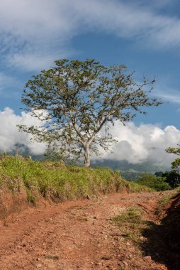 Çimenli yol ve mavi gökyüzü olan ağaçlar. Tamesis, Kolombiya. 