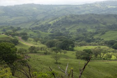 Çimenli yol ve bulutlu gökyüzü olan ağaçlar. Tamesis, Antioquia, Kolombiya. 
