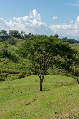 Tamesis 'teki panoramik manzara. Mavi gökyüzü ve ufukta dağ var. Kolombiya